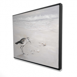 Semipalmated sandpiper