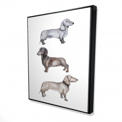 Chiens teckel