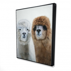 Two lamas