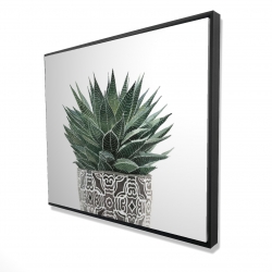 Zebra plant succulent