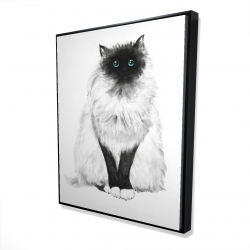 Blue eyes fluffy siamese cat