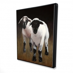 Two lambs