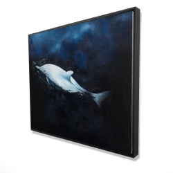Swimming dolphin
