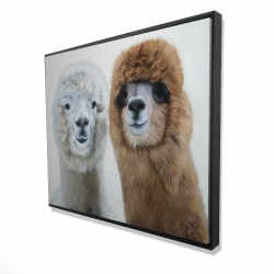 Two lamas