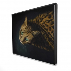 Bengal cat
