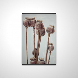 Plantes à tête de pavot sépia