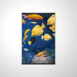Fish under the sea