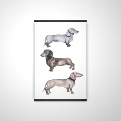 Chiens teckel