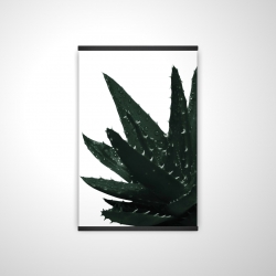 Plante aloès