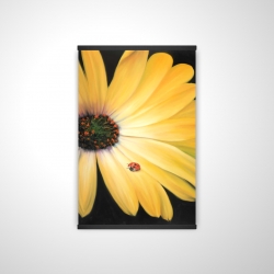 Marguerite jaune et coccinelle