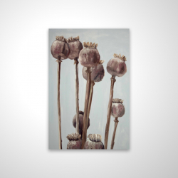 Plantes à tête de pavot sépia