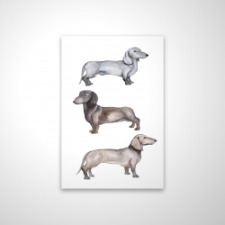 Chiens teckel