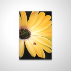 Yellow daisy and ladybug