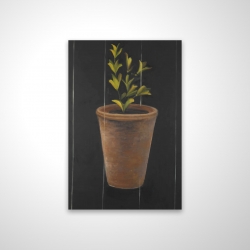 Plant of marjolaine