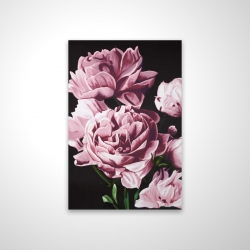Pivoines roses