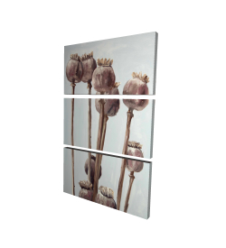 Plantes à tête de pavot sépia