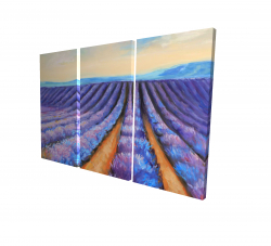 Lavender fields