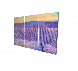 Landscape of a field of lavender