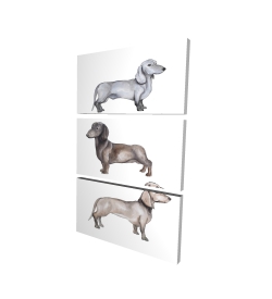 Chiens teckel