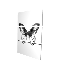 Papillon noir