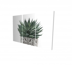 Zebra plant succulent