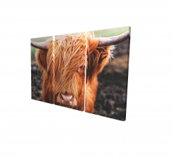 Vache highland portrait