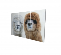 Two lamas