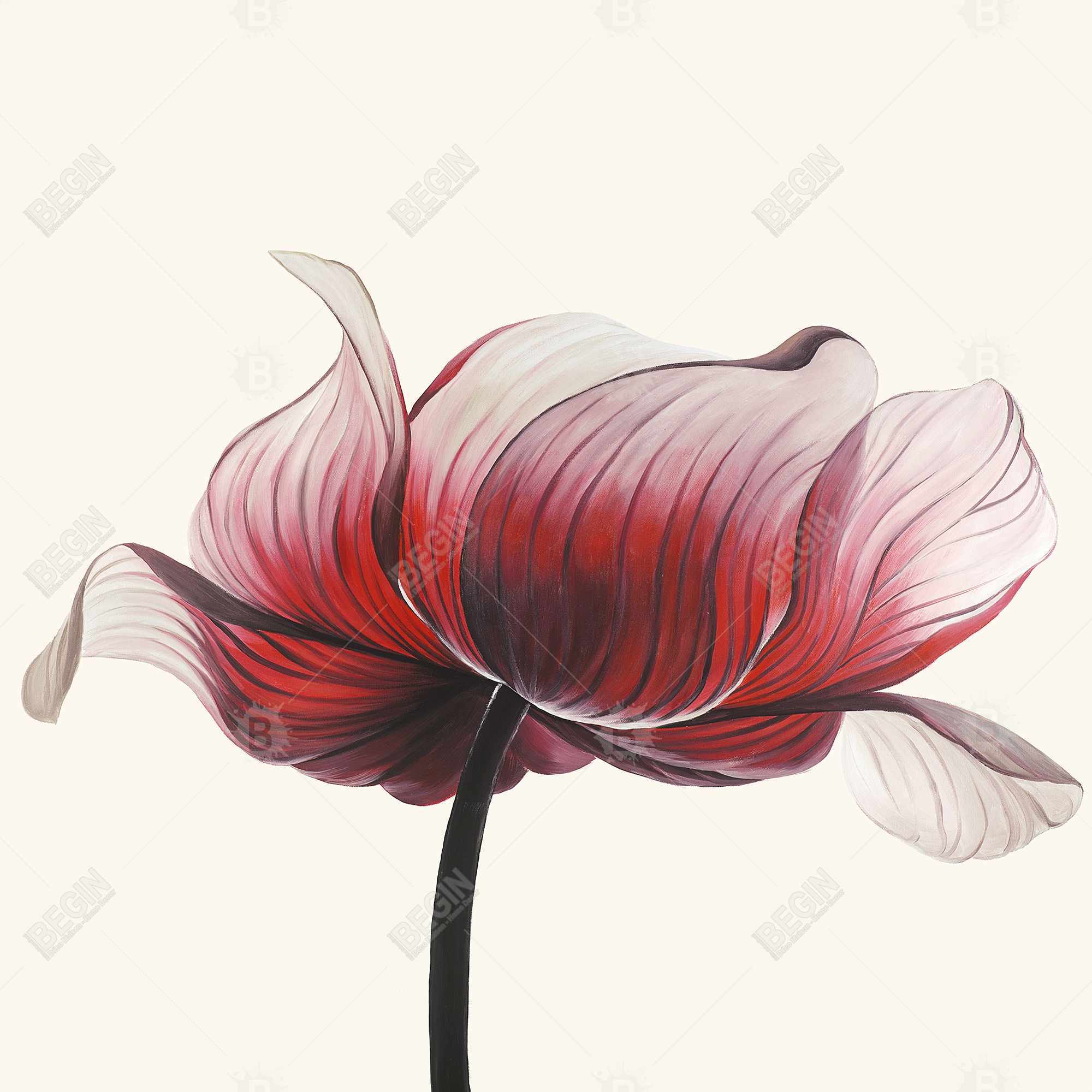 Fleur anémone