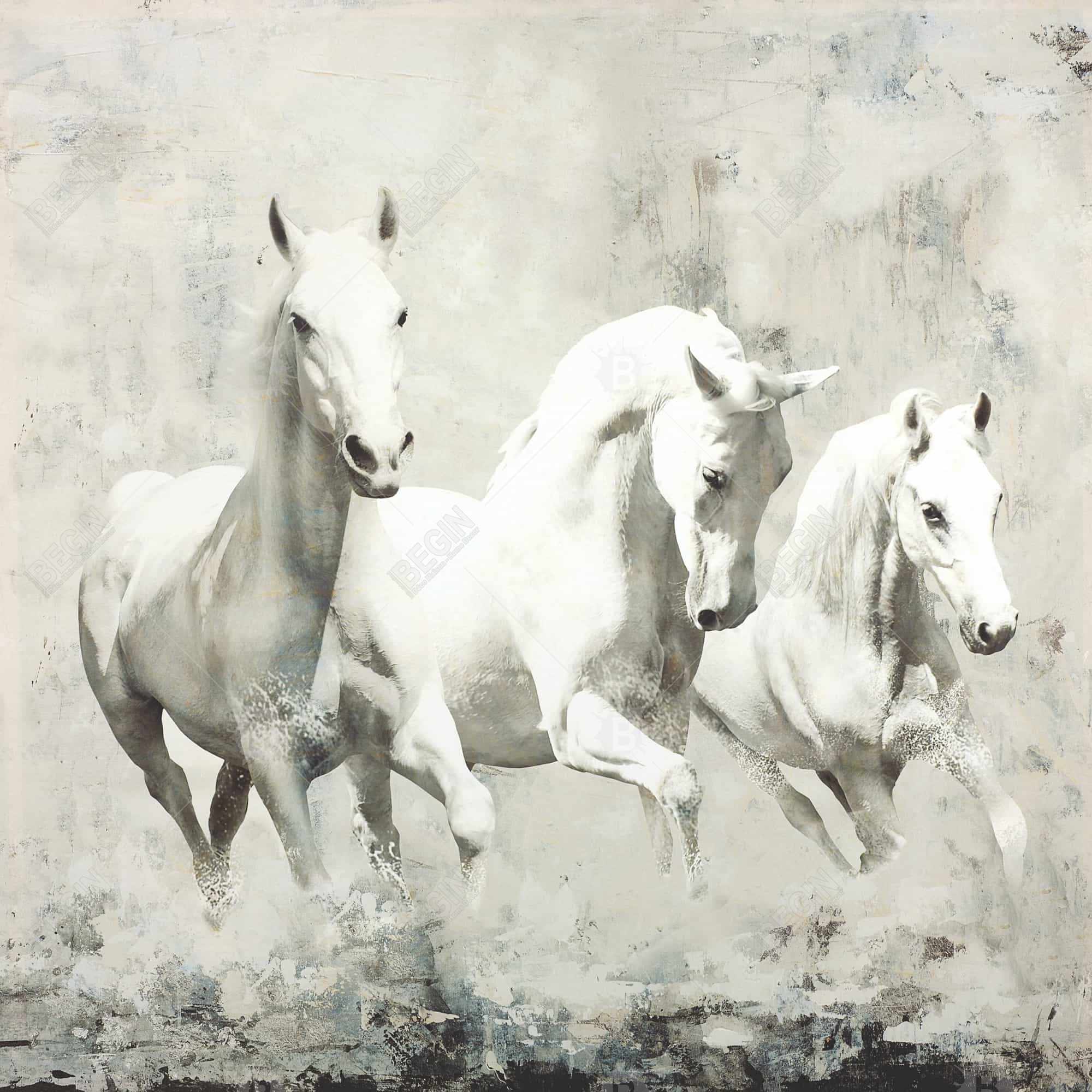Three white horses running