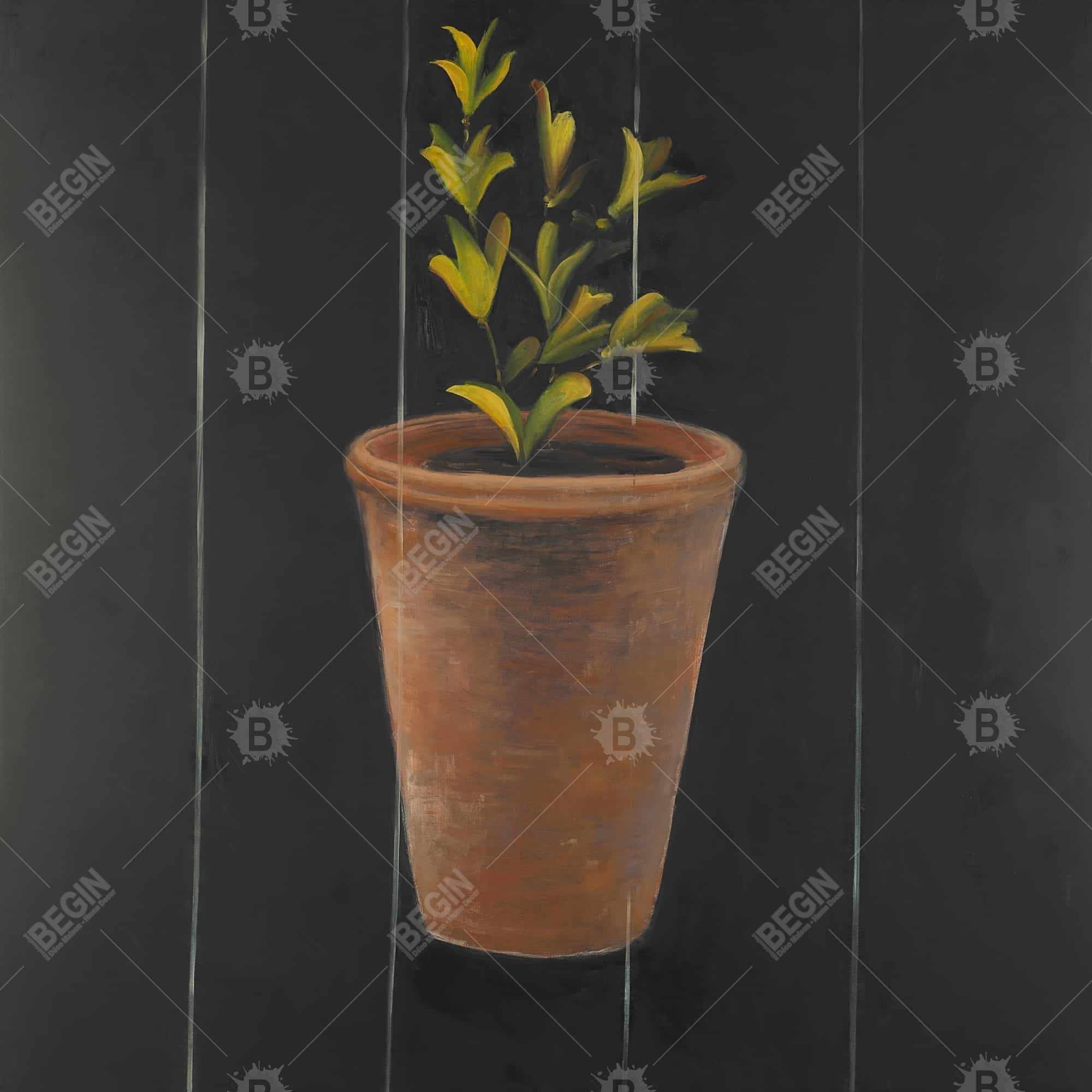Plant of marjolaine