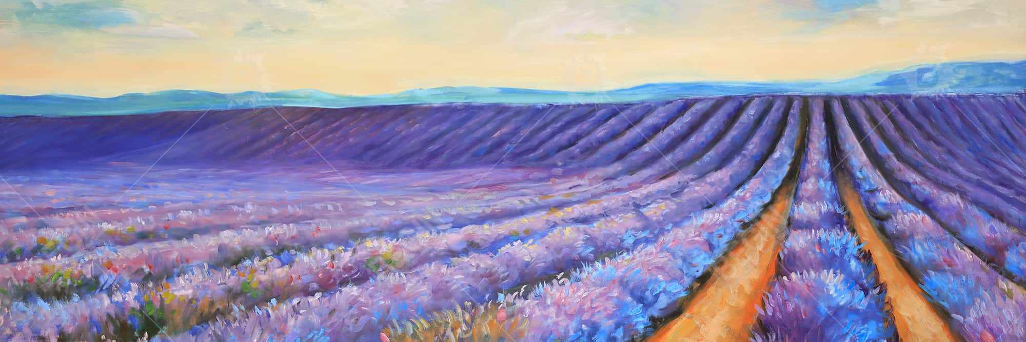 Lavender fields