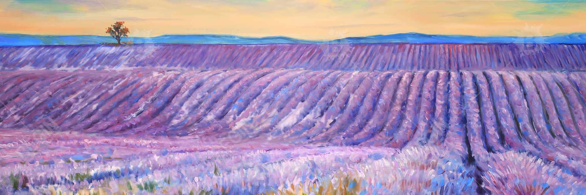 Landscape of a field of lavender