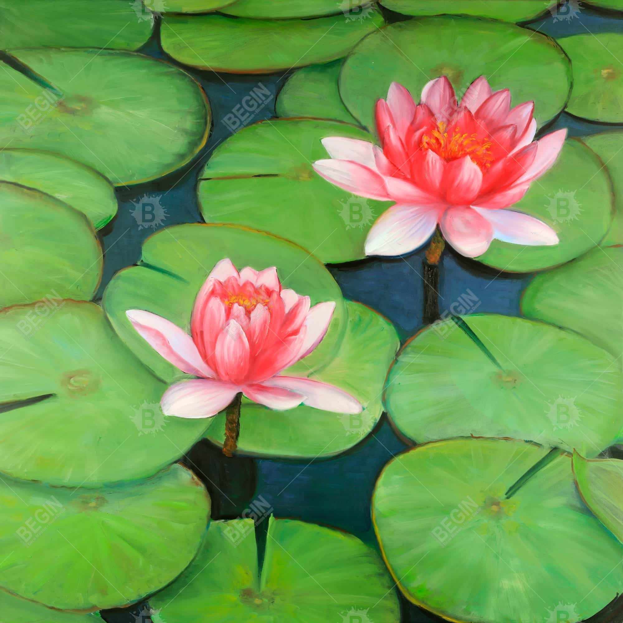 Lotus flowers in a swamp