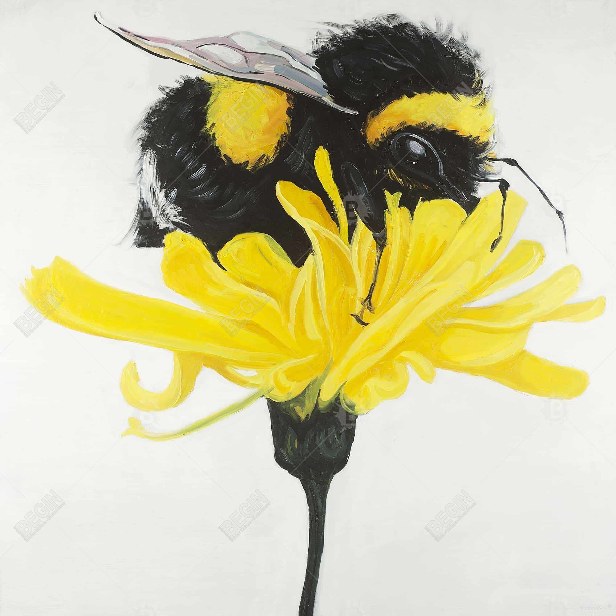 Bumblebee on a dandelion