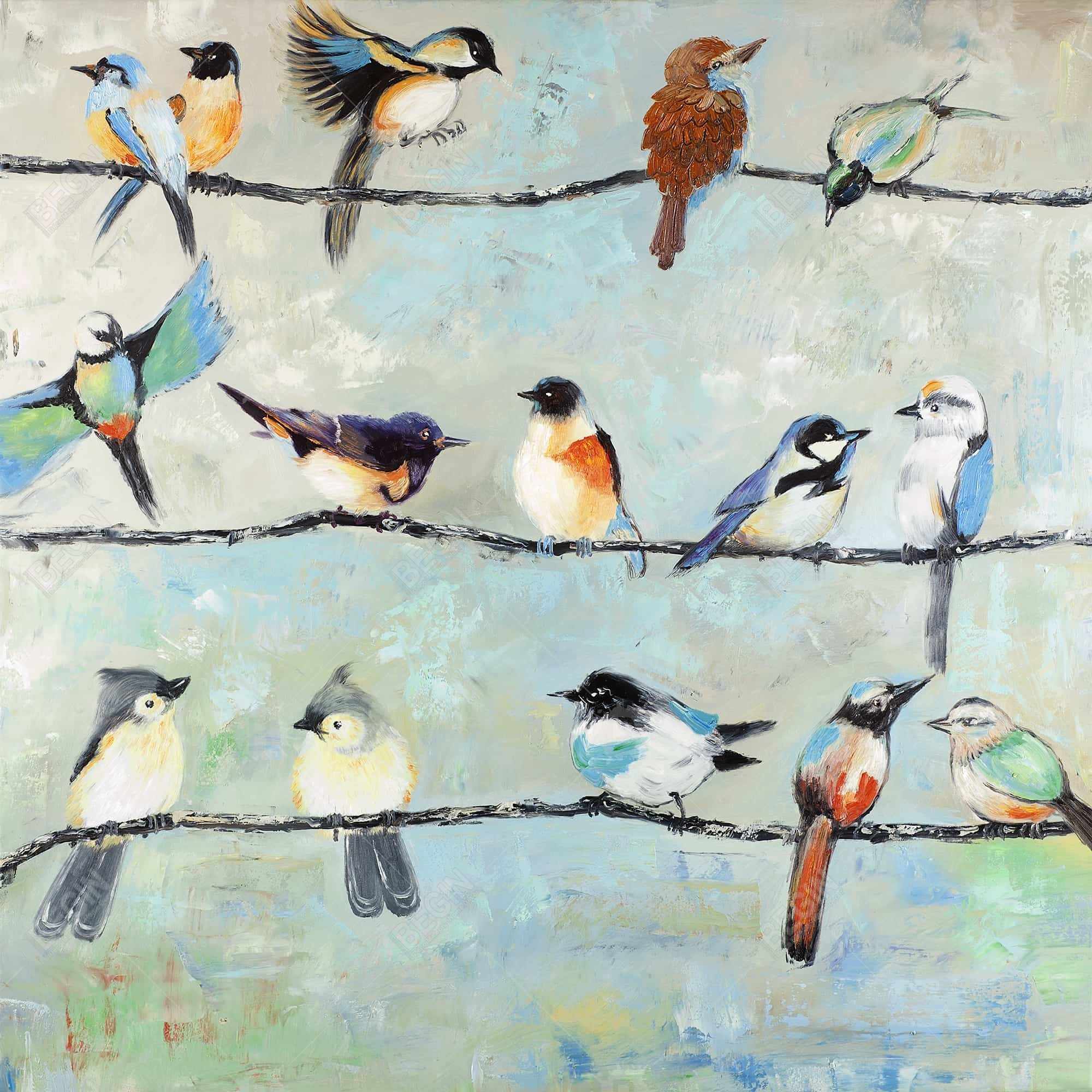 Petits oiseaux colorés