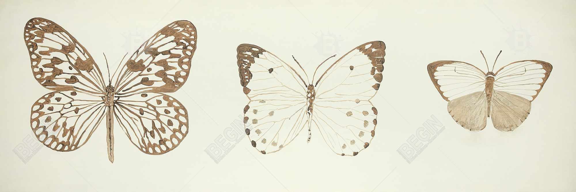 Sepia butterflies