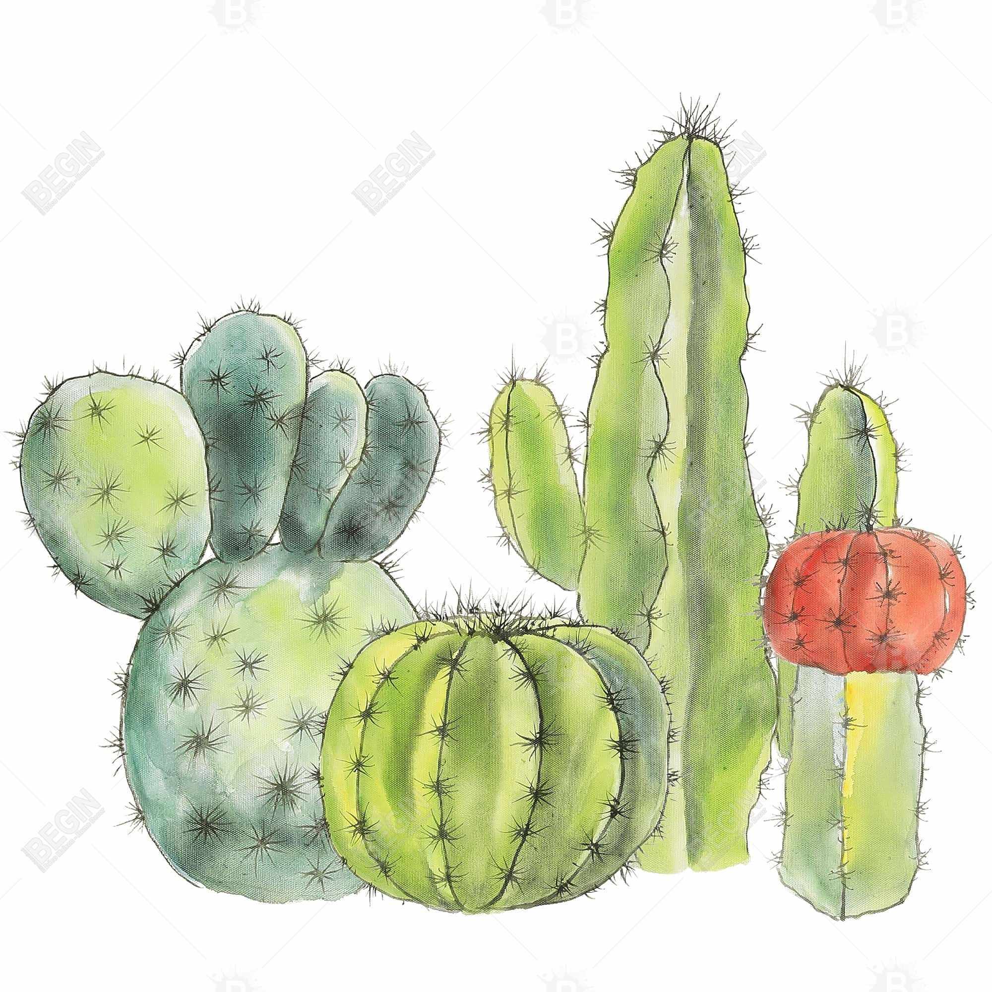 Rassemblement de petits cactus