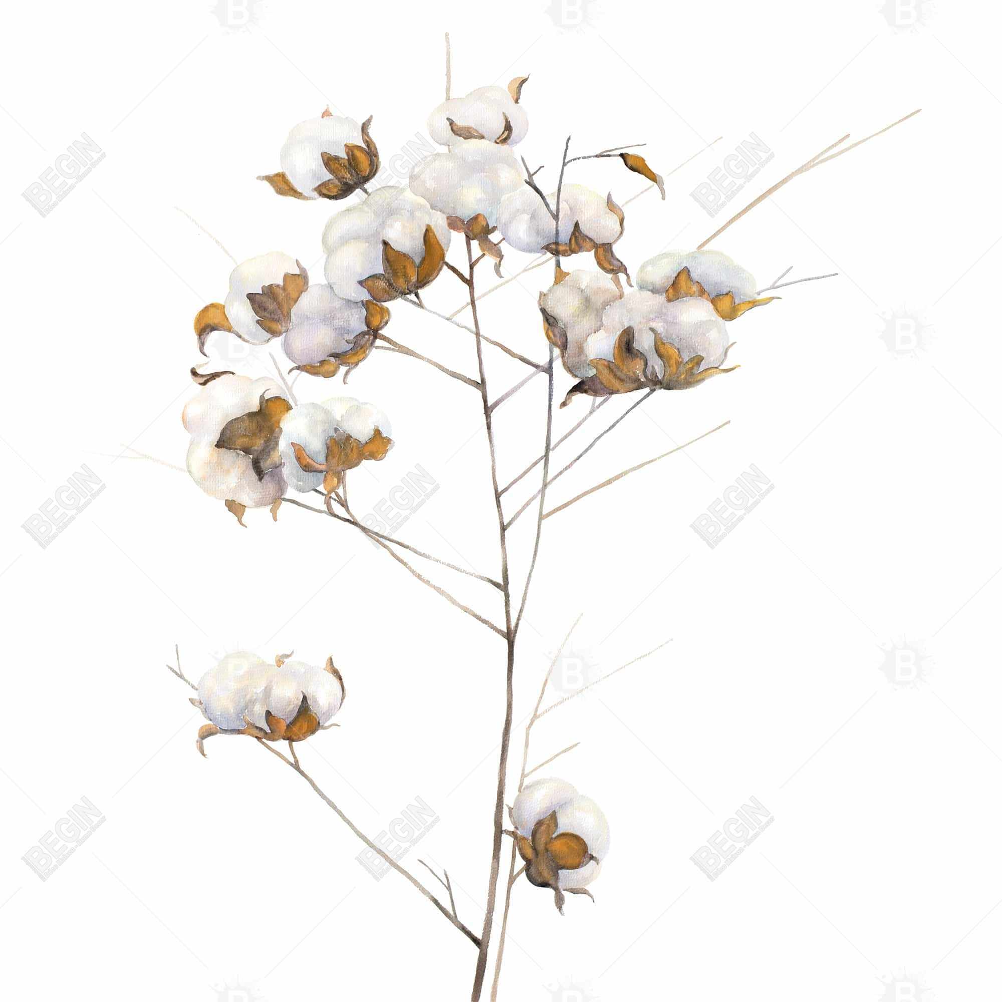 Branche de fleurs de coton