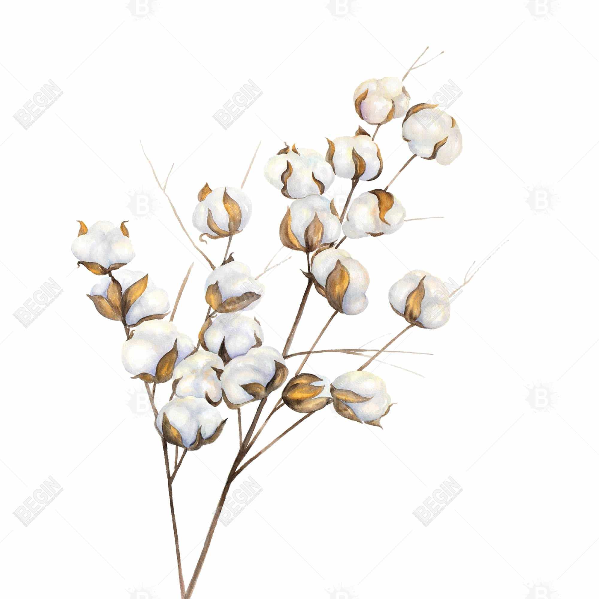 A branch of cotton flowers