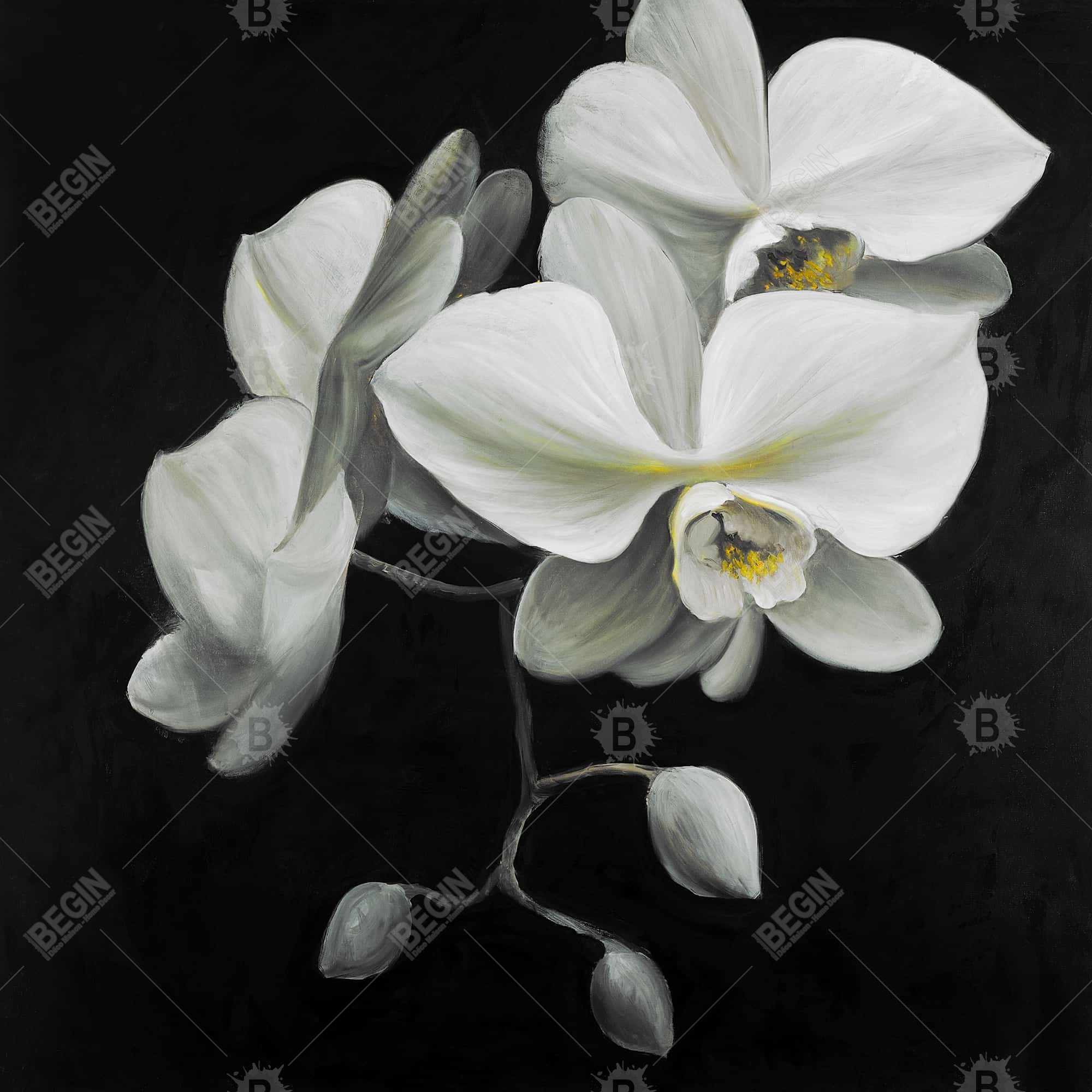 White orchids