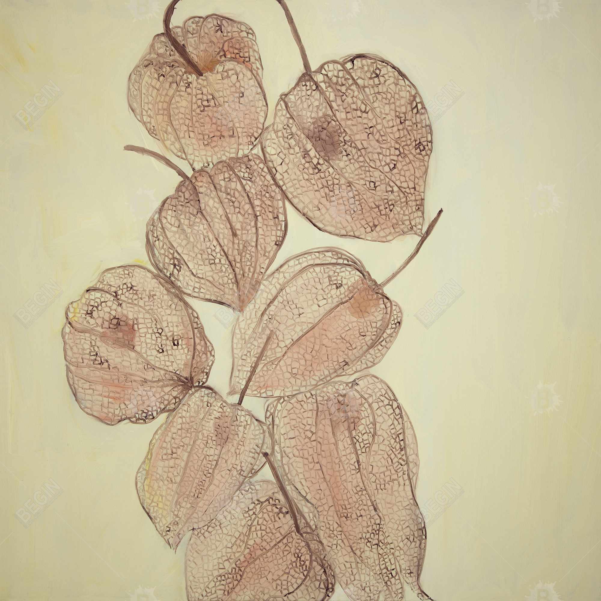 Closed ground cherries