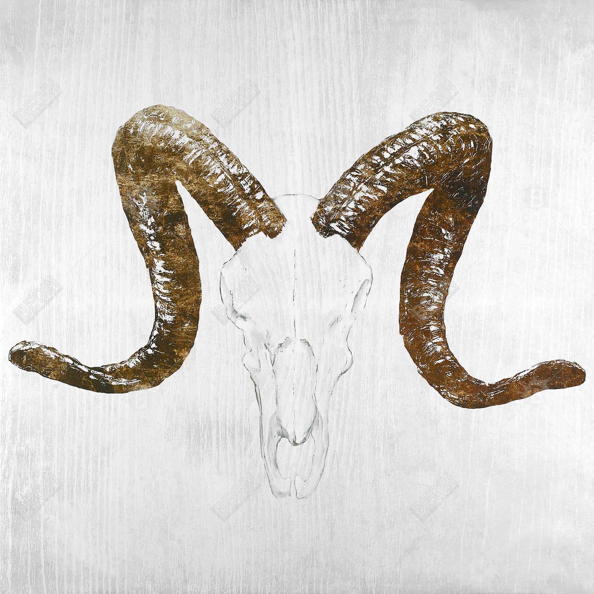 Aeries skull with brown horns