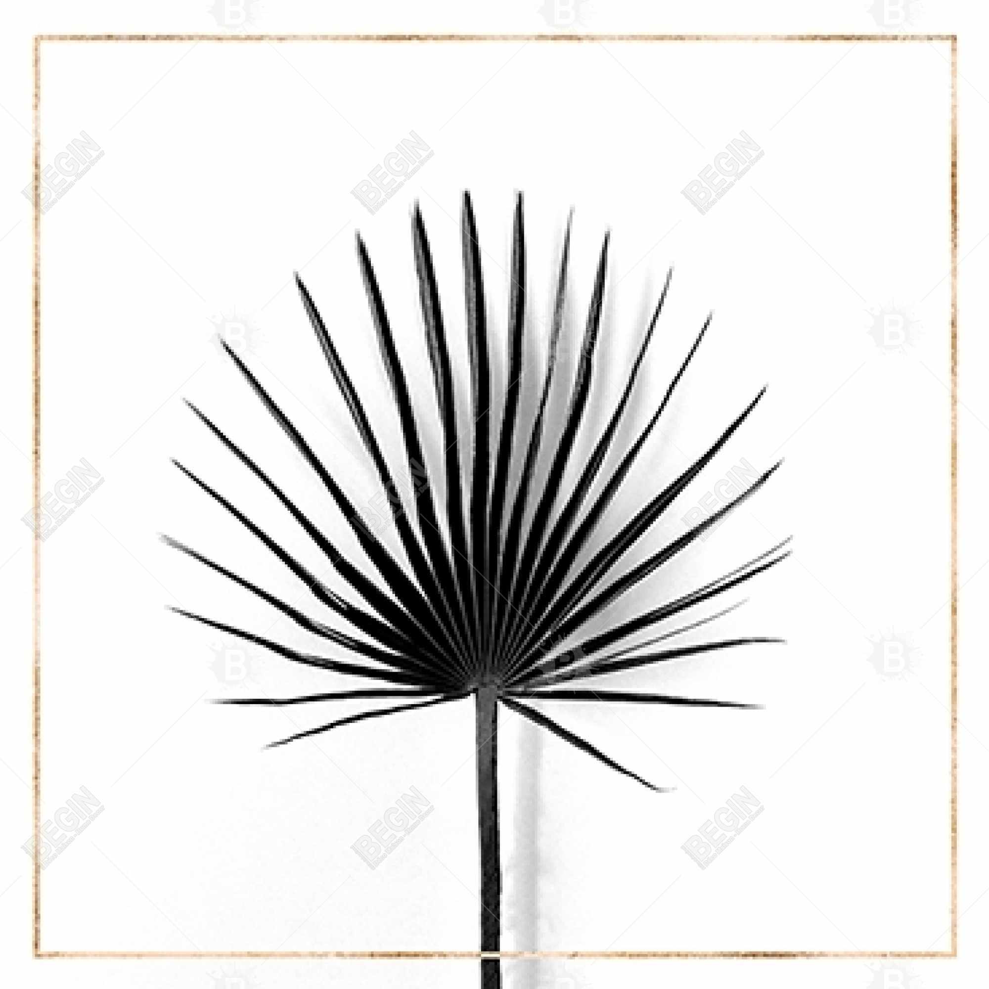 Cabbage palm leaf with gold lines
