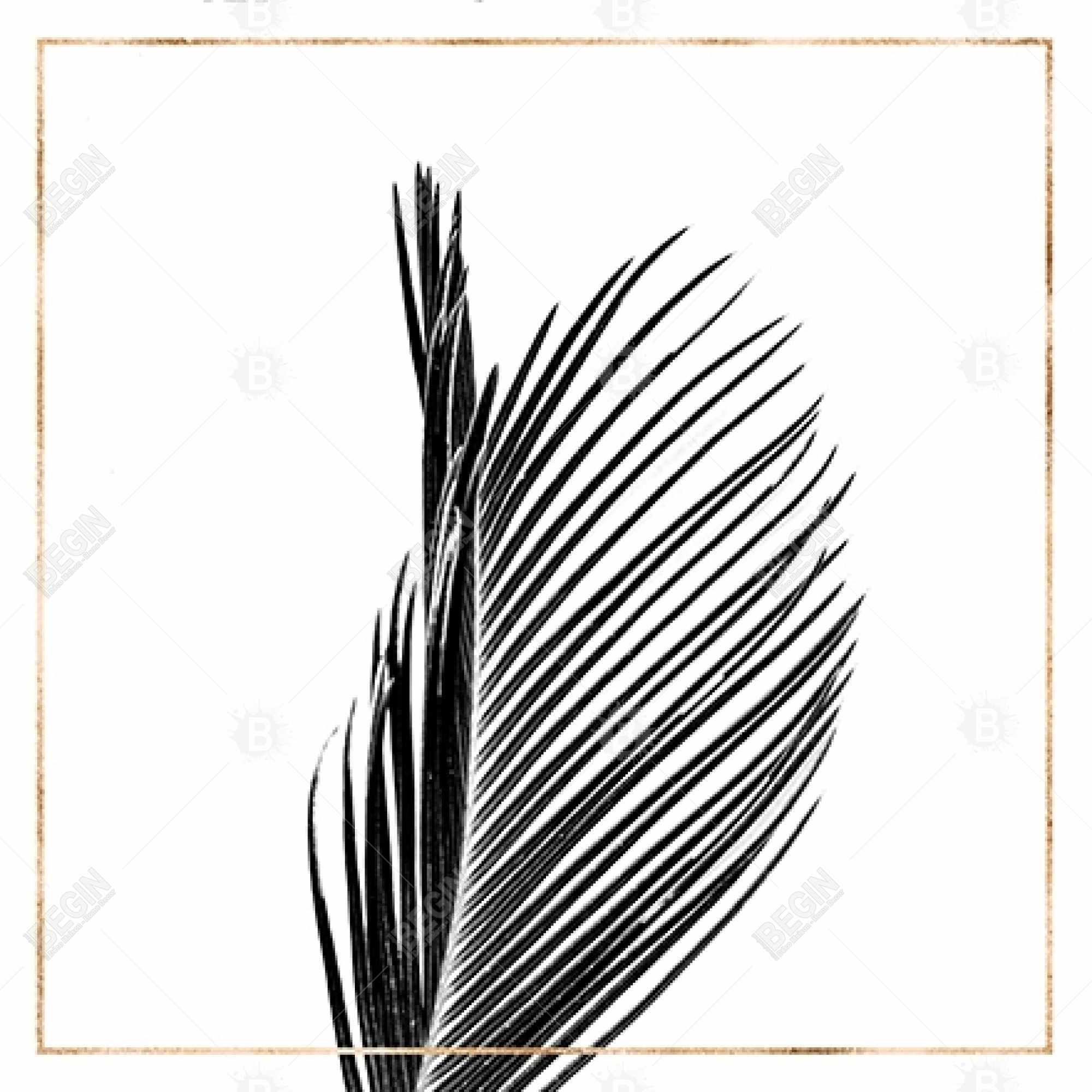 Areca palm with gold line