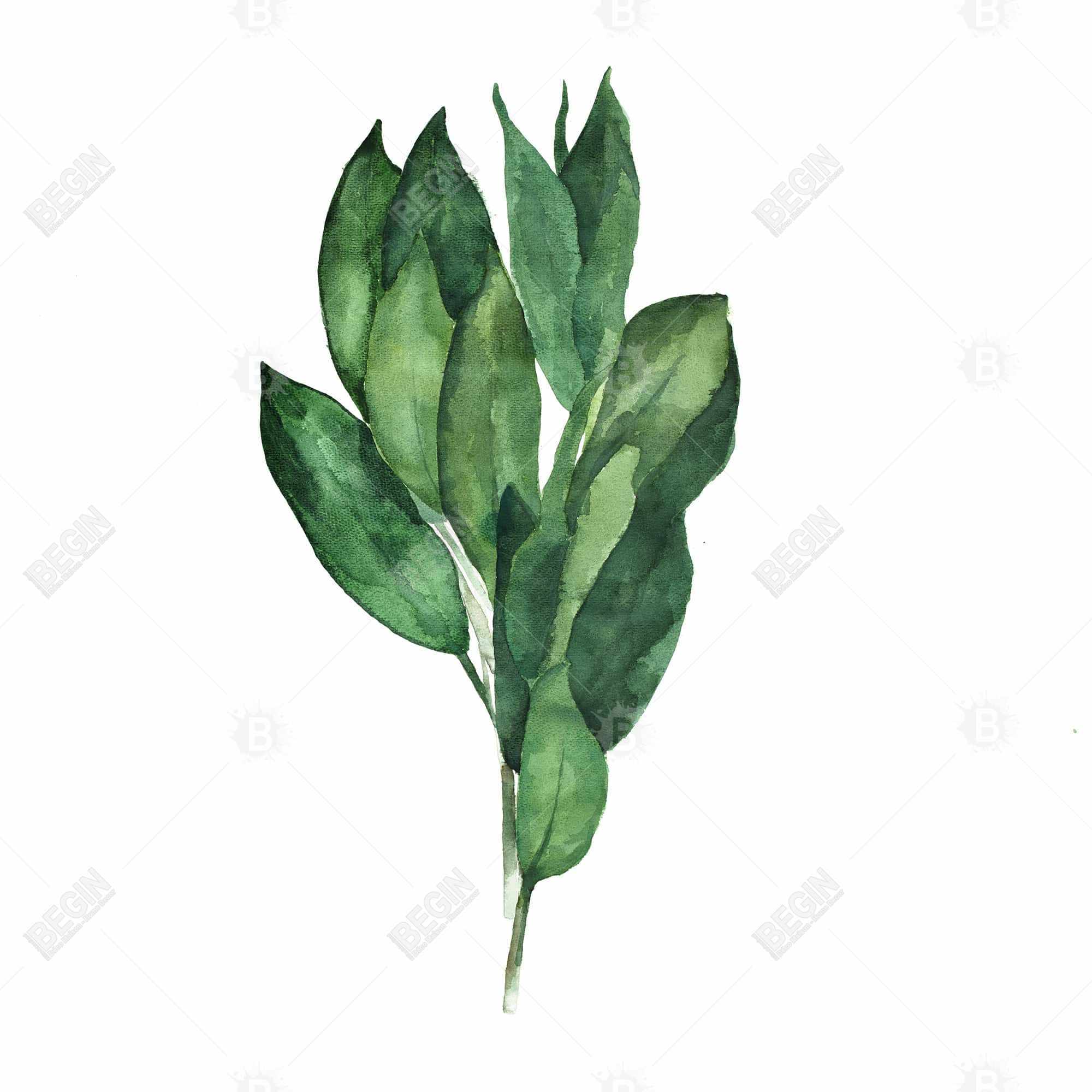 Bouquet de feuilles de laurier