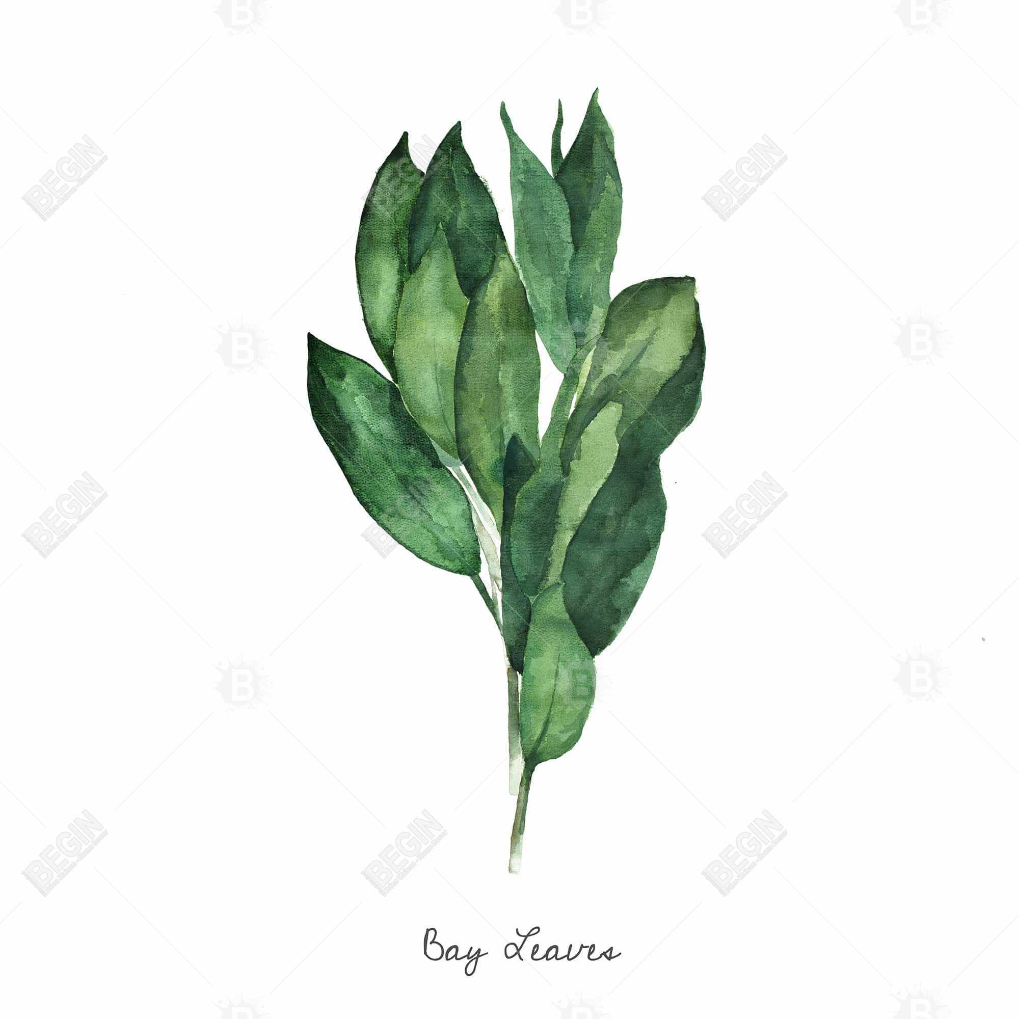 Bouquet de feuilles de laurier - an