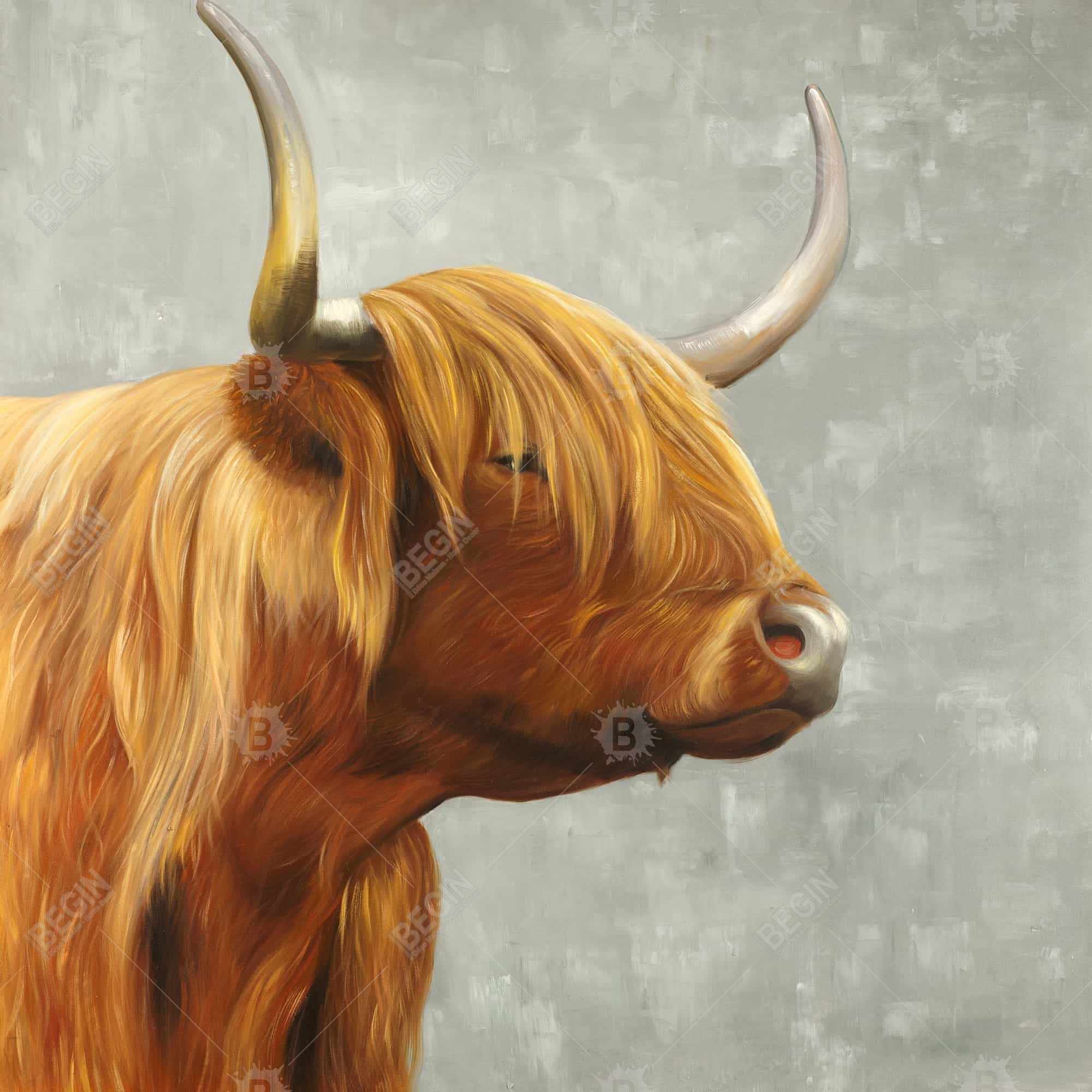 Beautiful higland cattle