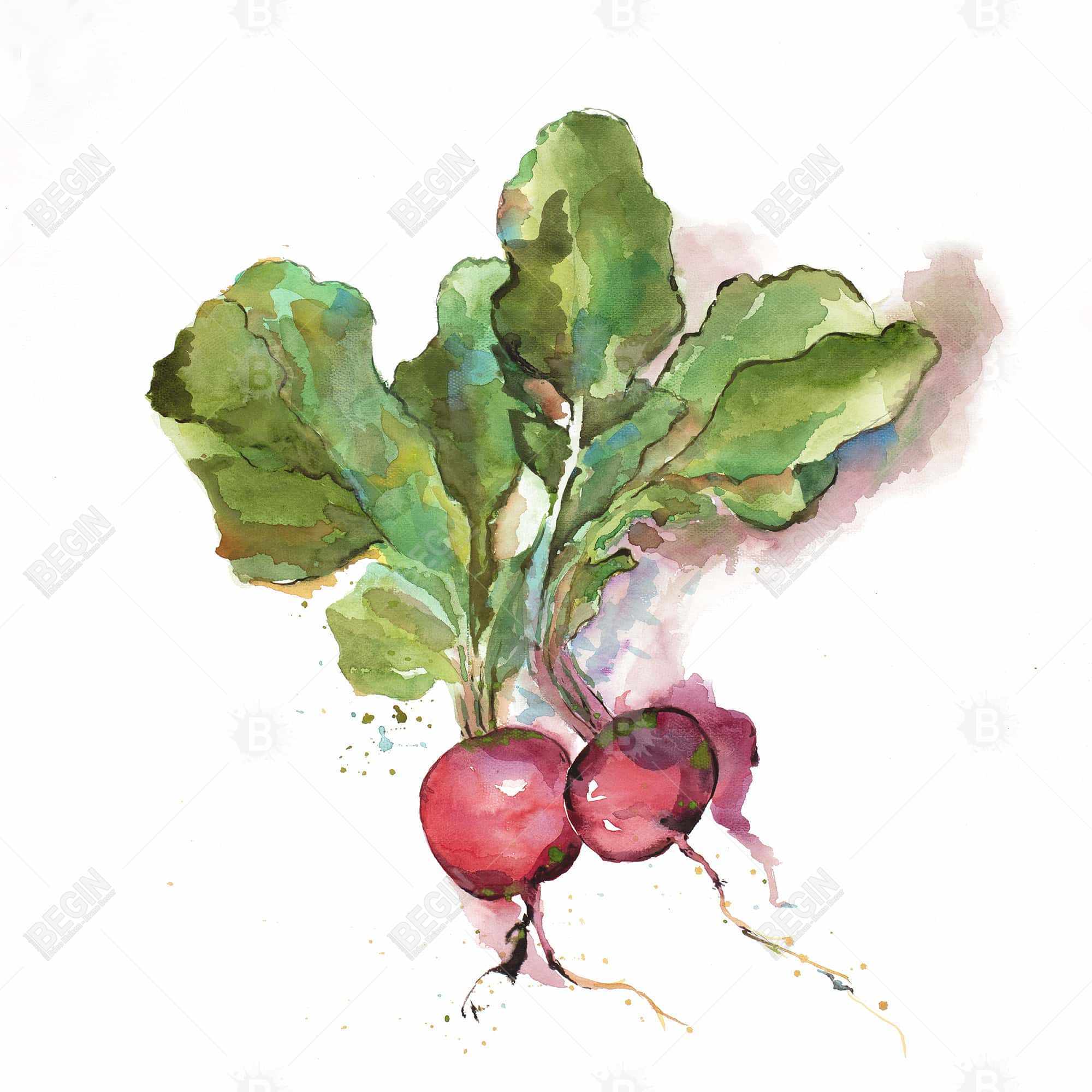 Watercolor radish