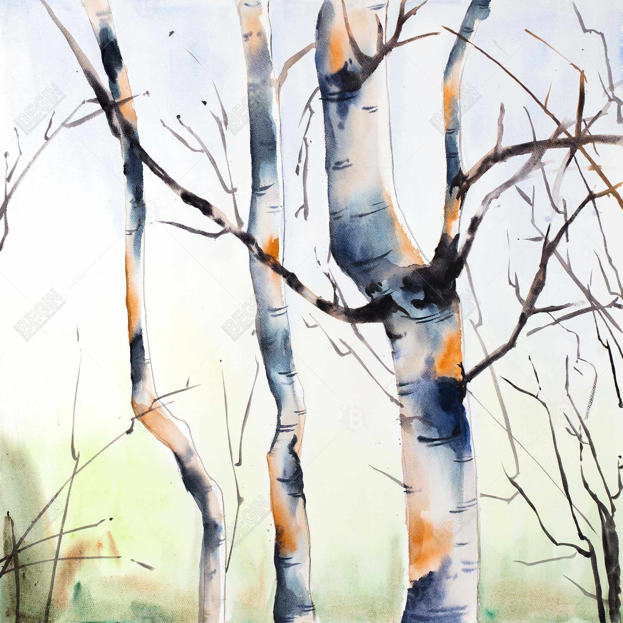 Three small birch trees