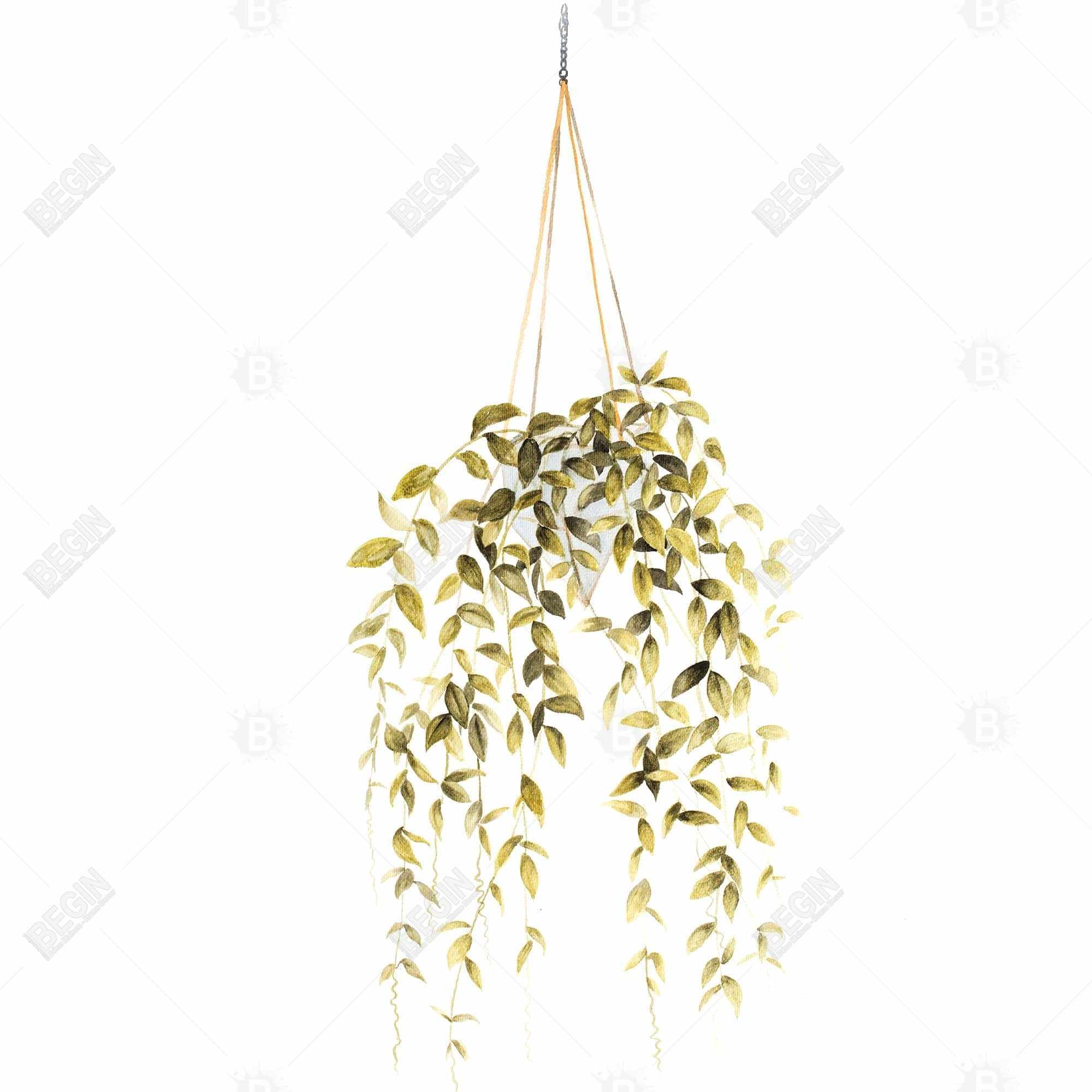 Hanging plant